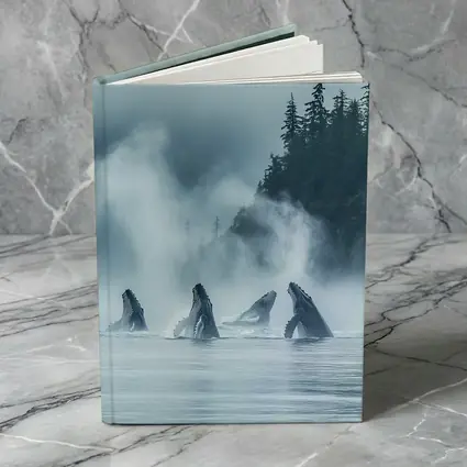 Humpback Whales Breaching Misty Coastal Waters