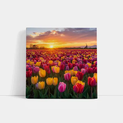 Tulip Field Sunset Windmill Dutch Countryside