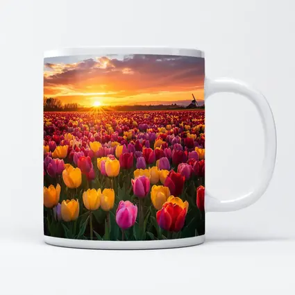 Tulip Field Sunset Windmill Dutch Countryside