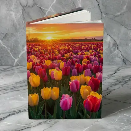 Tulip Field Sunset Windmill Dutch Countryside