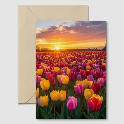 Tulip Field Sunset Windmill Dutch Countryside