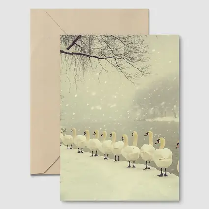 White Swans Walking In Snowy Winter Landscape