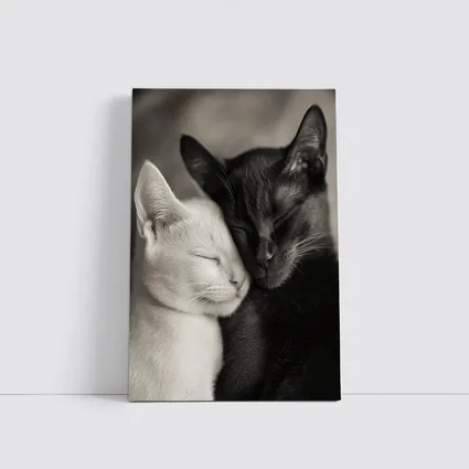 Black And White Cats Cuddling Together