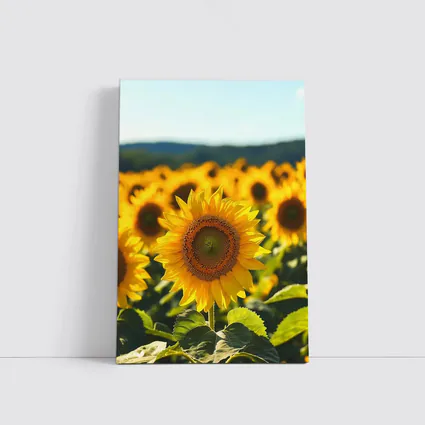 Sunflower Field Blue Sky Summer Day