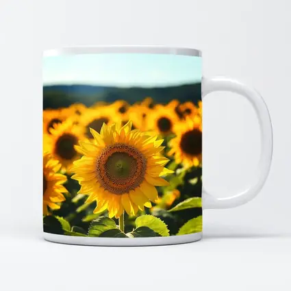 Sunflower Field Blue Sky Summer Day