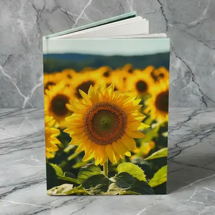 Sunflower Field Blue Sky Summer Day