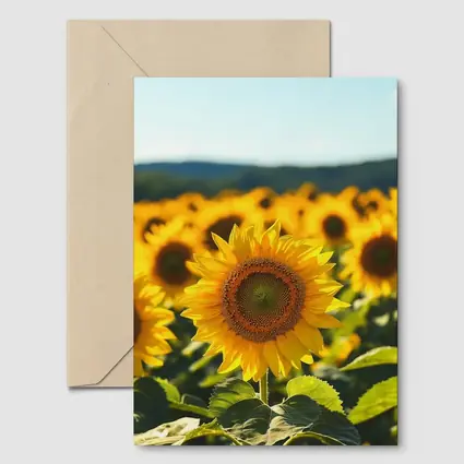 Sunflower Field Blue Sky Summer Day