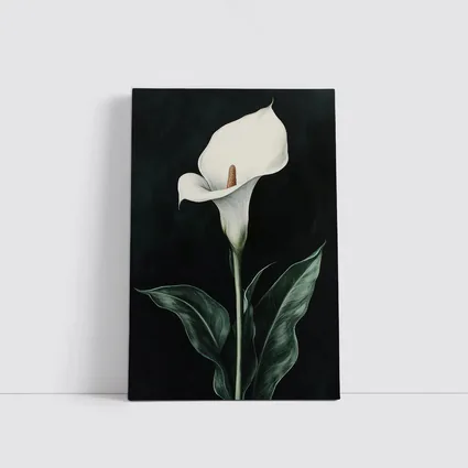 Calla Lily White Flower Dark Black Background