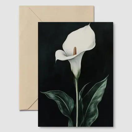 Calla Lily White Flower Dark Black Background