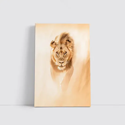 Lion Walking Forward Warm Sandy Background
