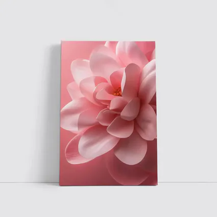 Pink Dahlia Flower Soft Pink Background