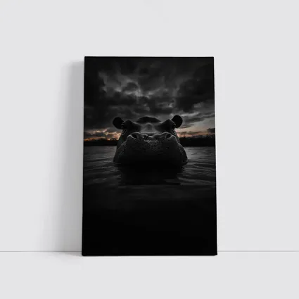 Hippo Rising From Dark Stormy Water