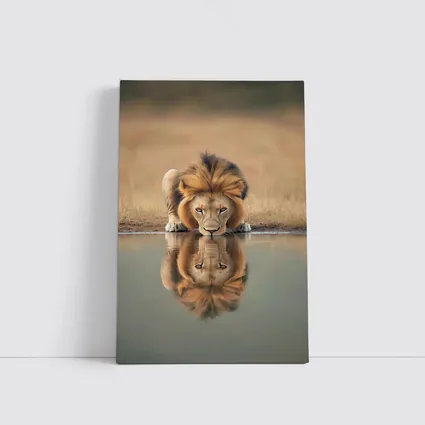 Male Lion Drinking Water Reflection African Savanna