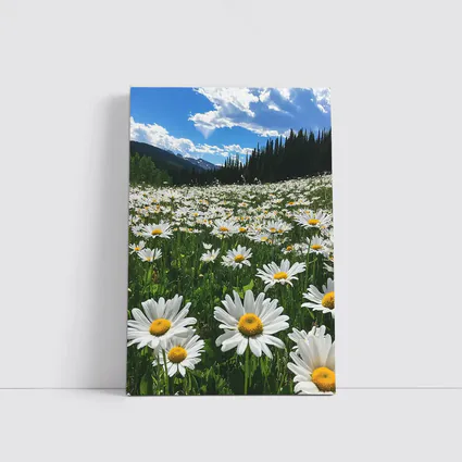White Daisies Field Mountain Forest Sky