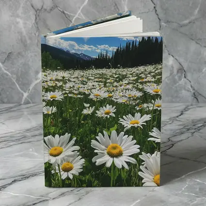 White Daisies Field Mountain Forest Sky
