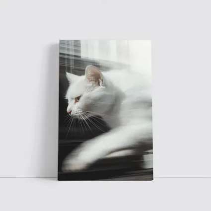 White Cat Resting By Window Light