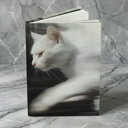 White Cat Resting By Window Light