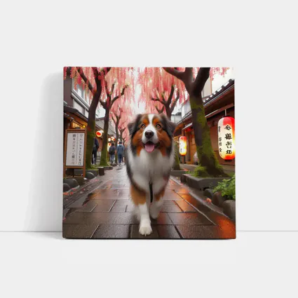 Australian Shepherd Walking Japanese Street Cherry Blossoms