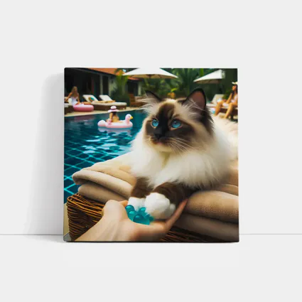 Birman Cat Relaxing By Tropical Pool