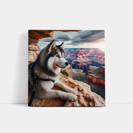 Siberian Husky Resting Grand Canyon Overlook