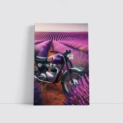 Triumph Motorcycle Parked in Lavender Fields