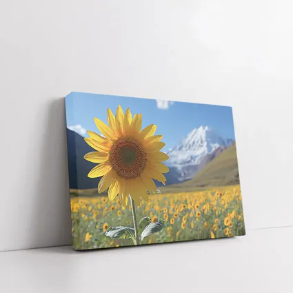 Sunflower Field Snow Mountain Blue Sky