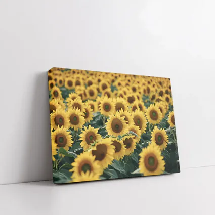Sunflower Field Yellow Blooms Summer Landscape