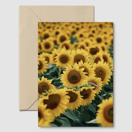 Sunflower Field Yellow Blooms Summer Landscape