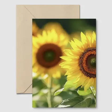Sunflower Field Close Up Yellow Blooms
