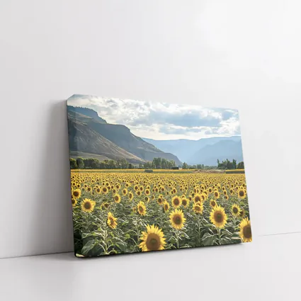 Sunflower Field With Mountain Valley Background