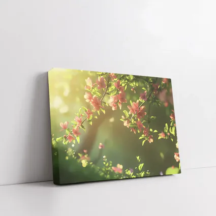Pink Cherry Blossoms Soft Green Garden Background