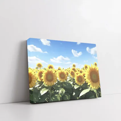 Sunflower Field Under Bright Blue Sky