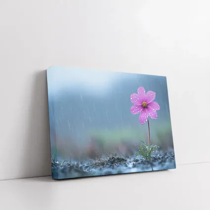 Pink Cosmos Flower Standing in Heavy Rain