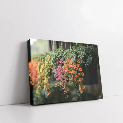 Hanging Basket Petunias Orange Pink Green