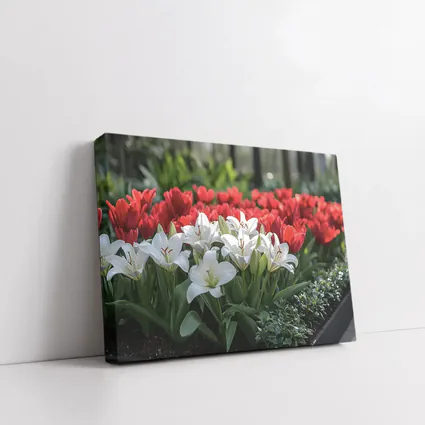 White Lilies Red Tulips Garden Flower Bed