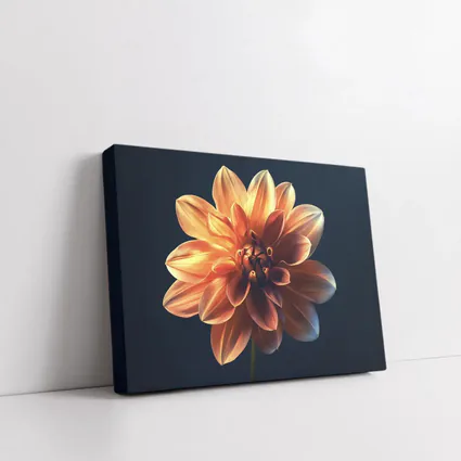 Orange Dahlia Flower Dark Blue Background