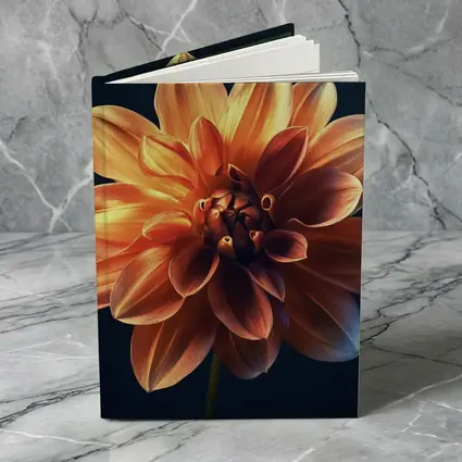 Orange Dahlia Flower Dark Blue Background
