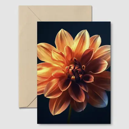 Orange Dahlia Flower Dark Blue Background