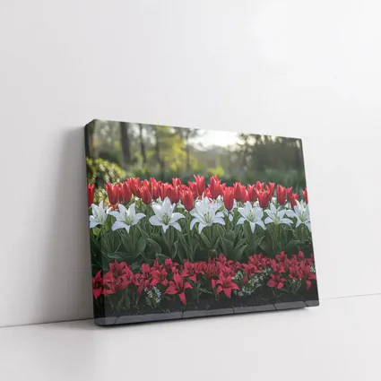 Red White Tulips Lilies Garden Flower Bed