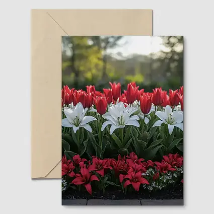Red White Tulips Lilies Garden Flower Bed