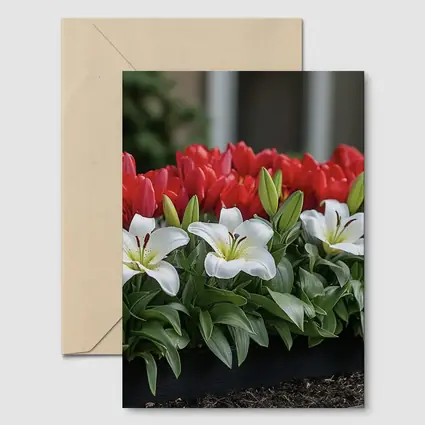 Red Tulips White Lilies Garden Planter