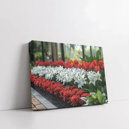 Red White Tulips Lilies Garden Tropical Setting