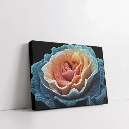 Macro Rose Coral Blue Black Background