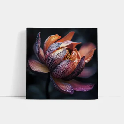Dark Lotus Flower Close Up Dark Background