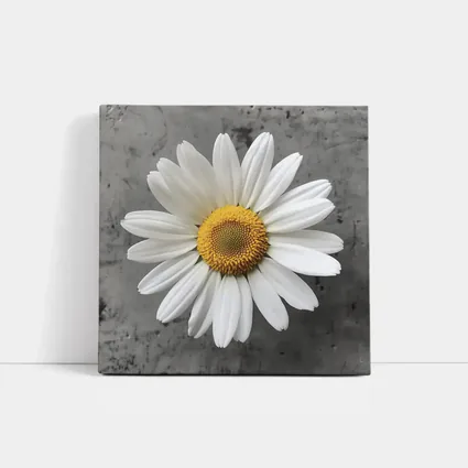 White Daisy Flower Gray Concrete Background