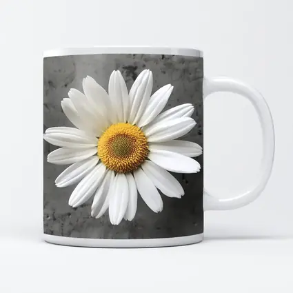 White Daisy Flower Gray Concrete Background
