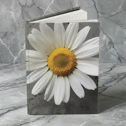 White Daisy Flower Gray Concrete Background