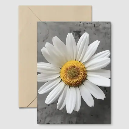 White Daisy Flower Gray Concrete Background