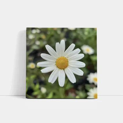 White Daisy Flower Green Garden Background