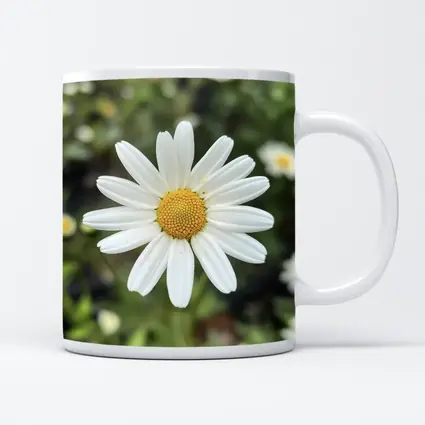 White Daisy Flower Green Garden Background